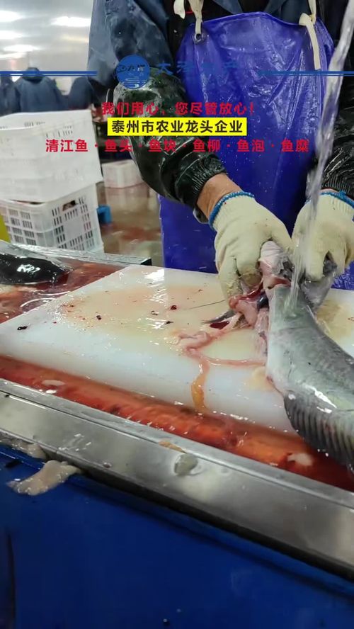 一線工人風(fēng)采 水產(chǎn)源頭工廠車間實拍與鮰魚柳加工實錄
